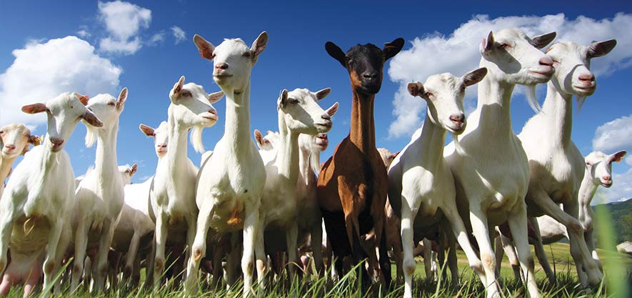 Goats grazing in a field in New Zealand.NIG Nutritionals, New Zealand Goat Dairy Manufacturing